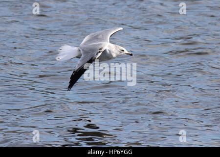A ring-billed gull flying over a lake Stock Photo