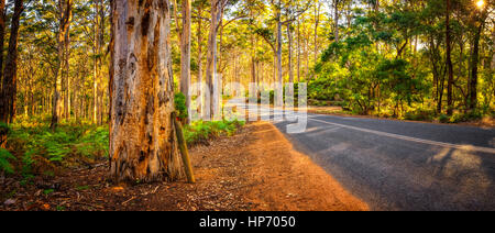 Boranup Forest Panorama, Western Australia Stock Photo