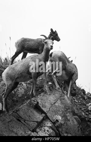 Mountain Goats in black and white, Canada Stock Photo