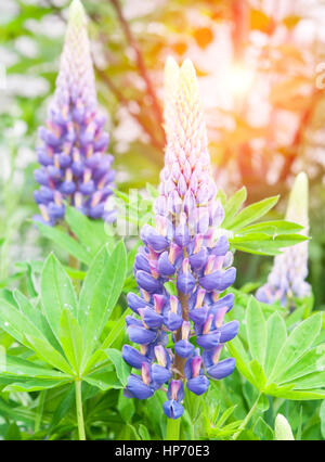 landscape with lupine flowers field. Summer time Stock Photo