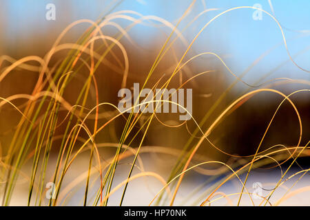 Curly tops of beach grass on a Gulf Coast, Florida beach. Stock Photo