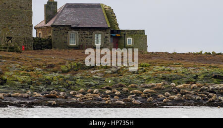 Atlantic Grey Seals on island Stock Photo