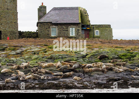 Atlantic Grey Seals on island Stock Photo