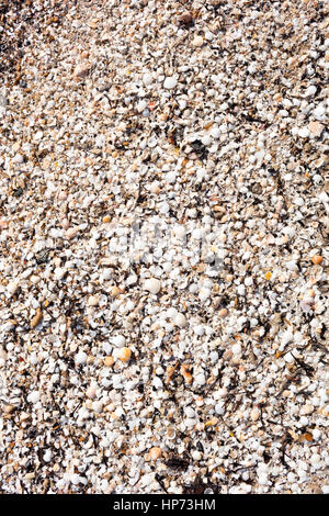 colorful seashells on beach sand, texture with white as a main color Stock Photo