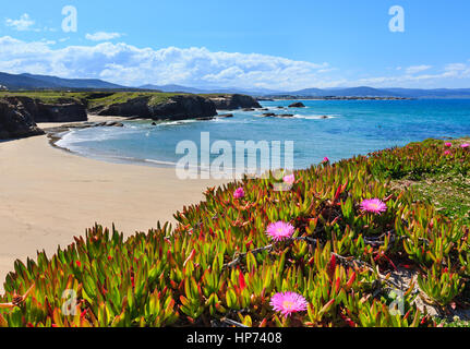 Summer blossoming Atlantic beach Islas (Galicia, Spain) with white sand and pink flowers in front. Stock Photo