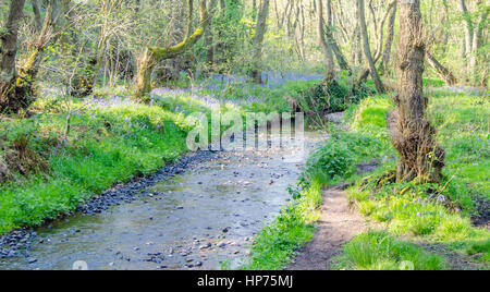 Bluebells running along a stream in the National Trust owned Stone Downs Banks in rural Staffordshire Stock Photo