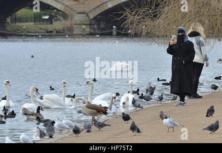 People look at geese and swans on the Serpentine lake in Hyde Park, central London, as a tantalising taste of Spring is set to keep lifting spirits for many into the week ahead - although a return to wet and windy conditions with a risk of gales looms. Stock Photo