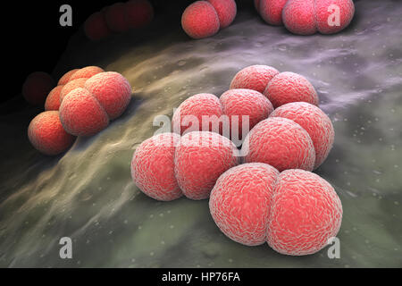 Neisseria meningitidis or meningococcus is a bacterium that can cause meningitis and other forms of meningococcal disease. Stock Photo