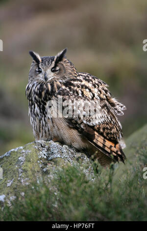 European eagle owl (Budo budo) adult bird sleeping on a rock, England, United Kingdom Stock Photo