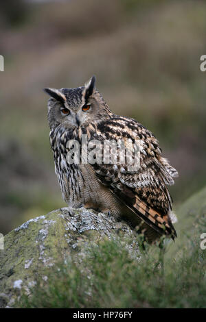 European eagle owl (Budo budo) adult bird perched on a rock looking for prey, England, United Kingdom Stock Photo