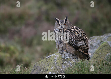 European eagle owl (Budo budo) adult bird perched on a rock, England, United Kingdom Stock Photo