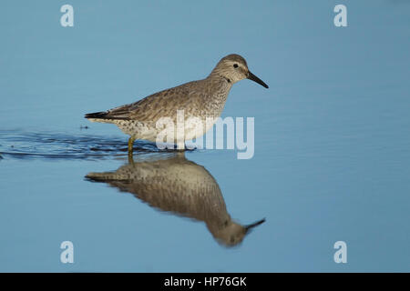 Knot (Calidris canutus) adult bird in winter plumage in a shallow lagoon, Norfolk, England, United Kingdom Stock Photo