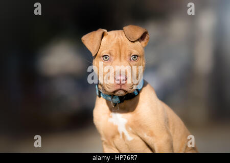 Cute terrier puppy outdoor portrait Stock Photo