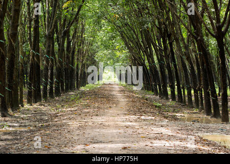 Para Rubber Tree Plantation 'Hevea brasiliensis' , giving a cathedral effect, converging treeline & roadway, shade with filtered sunlight. Stock Photo