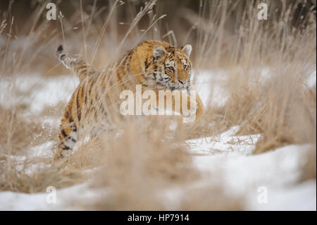 Siberian tiger in jump between yellow grass with snow in winter time. Stock Photo