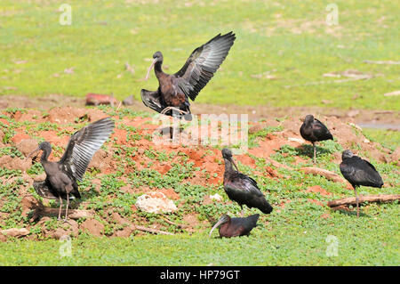 Glossy Ibis (Plegadis falcinellus) on the ground photographed in Israel in February Stock Photo