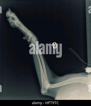X-ray of a dog's front right leg at a veterinary surgery Stock Photo