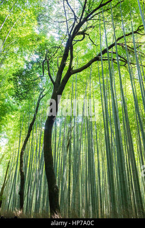 Bamboo Forest Grove  in Arashiyama, Kyoto, Japan Stock Photo