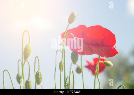 Flowering poppies on a background of blue sky. Spring red flowers Stock Photo