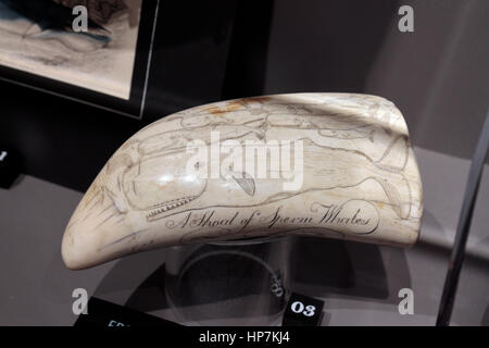 Scrimshaw (engraving) on a sperm whale tooth on display in the Stillman Building Whalers exhibition, Mystic Seaport, Mystic, Connecticut, USA. Stock Photo
