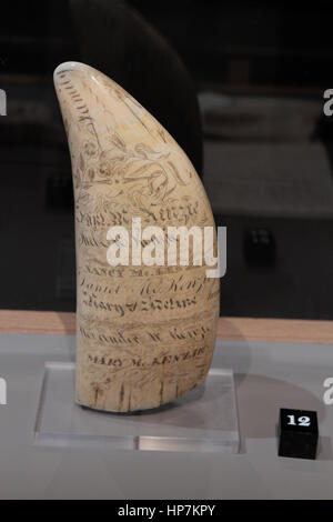 Scrimshaw (engraving) on a sperm whale tooth on display in the Stillman Building Whalers exhibition, Mystic Seaport, Mystic, Connecticut, USA. Stock Photo