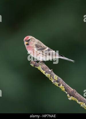 Redpoll (Carduelis falammea) on a branch,winter,January 2017 Stock Photo