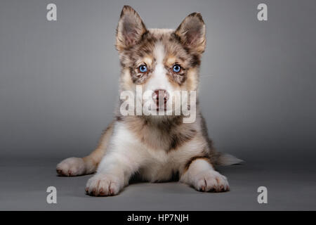 Portrait of an adorable Pomsky puppy looking at camera. Stock Photo