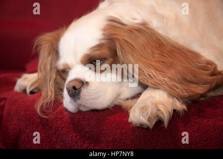 Mandy, a Cavalier King Charles Spaniel, sleeping on a towel-covered couch Stock Photo