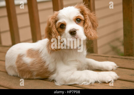 Portrait of Mandy, a female Cavalier King Charles Spaniel puppy, at 11 weeks old, lying on the bench on our deck  in Issaquah, WA Stock Photo