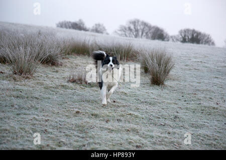 Dog, Border Collie, running with his ball in a frosty field Stock Photo