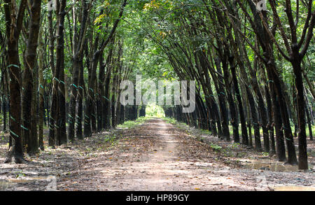 Para Rubber Tree Plantation 'Hevea brasiliensis' , converging treeline & roadway giving a cathedral effect,  shade with filtered sunlight. Stock Photo