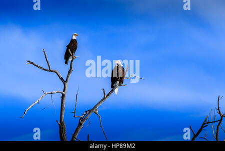 American Bald Eagles sitting in a dead tree Stock Photo