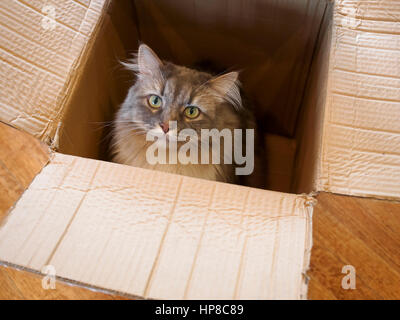 Grey and white longhaired cat in a cardboard box Stock Photo