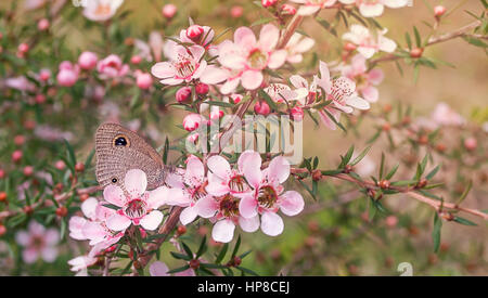 Australian native butterfly and plant with natural pink leptospermum flowers Stock Photo