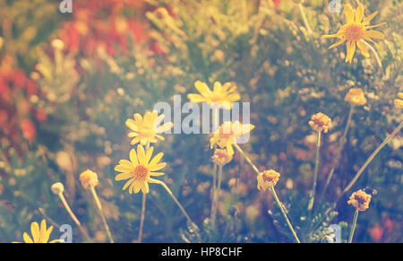 sunlight on yellow summer daisy flowers growing in garden suitable for condolences message on a sad solemn background Stock Photo
