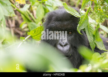 Adult Mountain Gorilla (Gorilla beringei beringei) hiding in the foliage from Susa Group in Volcanoes National Park (Parc National des Volcans). Stock Photo