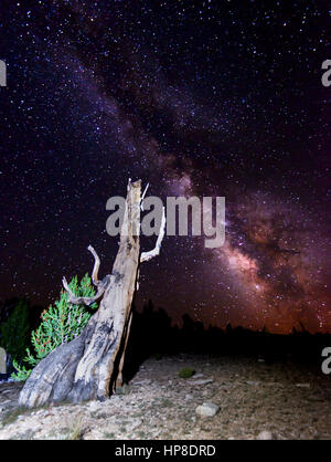 Milky Way Over Bristlecone Pine Stock Photo