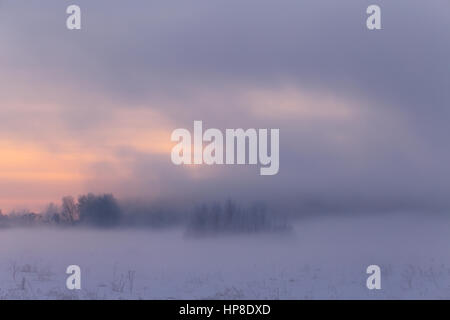 White fog in winter morning. Mist over white snow. Trees with hoarfrost in mist. Foggy winter landscape. Misty winter background. Stock Photo
