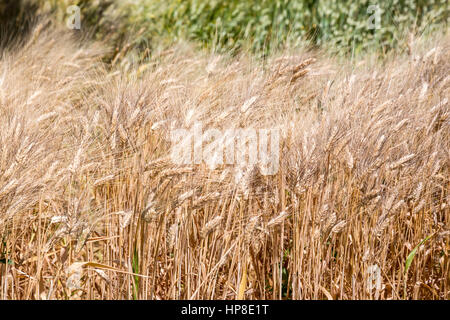 Alnif, Tinghir Province, Morocco.  Wheat Growing, Ready for Harvest. Stock Photo