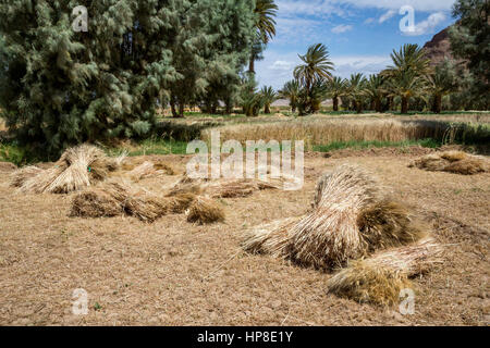 Alnif, Tinghir Province, Morocco.  Harvested Bales of Wheat waiting to be Collected. Stock Photo