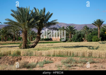 Draa River Valley, Morocco.  Wheat in Field with Date Palms. Stock Photo
