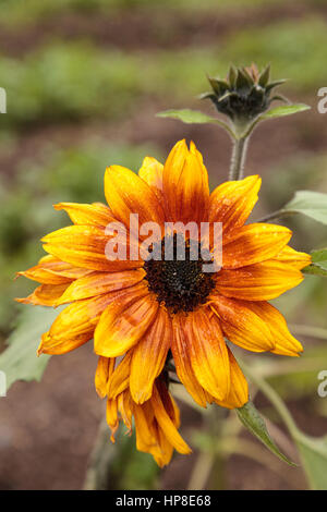 Orange and yellow dwarf little Becka sunflower scientifically known as Helianthus annuus. Stock Photo