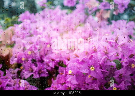 Purple bougainvillea flowers with water droplets on glass. Stock Photo