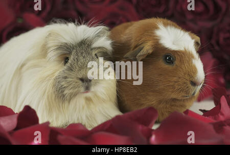 Guinea pigs breed Golden American Crested and Coronet cavy in the petals of red roses Stock Photo