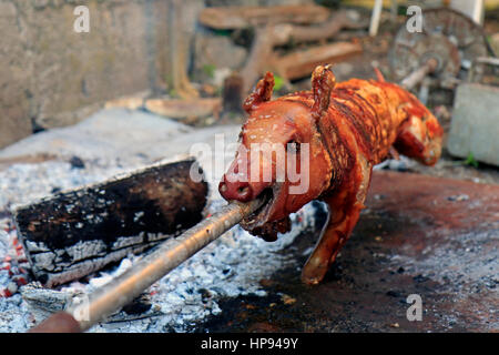 Just roasted suckling pig on rotating a spit Stock Photo