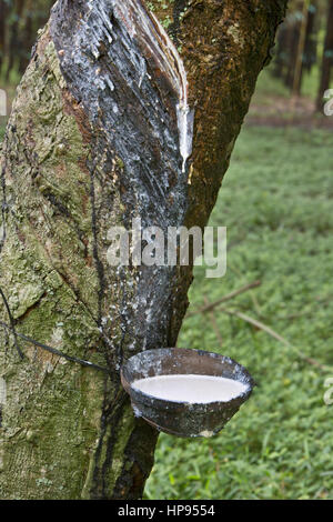 Latex dripping draining into collection pan,  half spiral incision, Para Rubber Tree plantation.  'Hevea brasiliensis' . Stock Photo