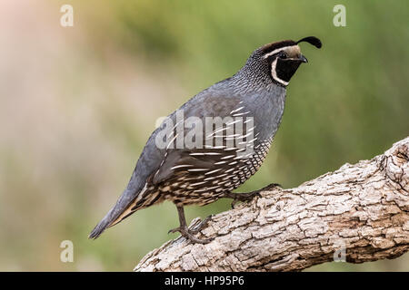 California quail, sometimes called valley quail, are the state bird of California. Stock Photo