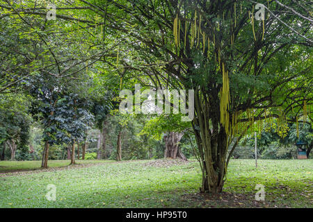 Royal Gardens of Peradenia Stock Photo