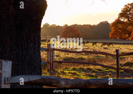 Herd of fallow deer in Richmond Park, London Stock Photo