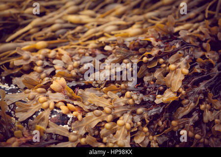 Spiral Wrack brown seaweed from the North Atlantic washed up on a shoreline in the Scottish Highlands Stock Photo